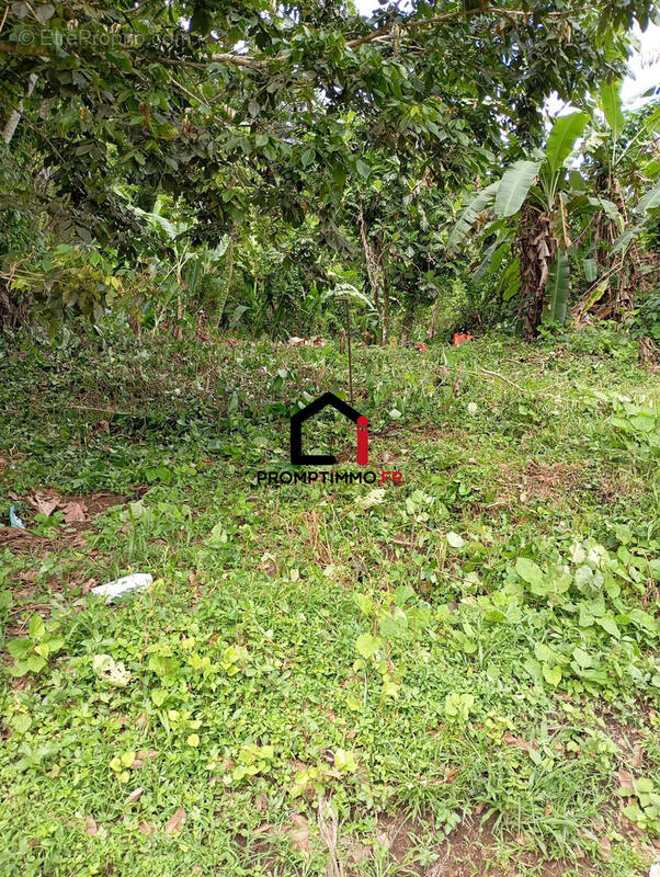Terrain à GROS-MORNE