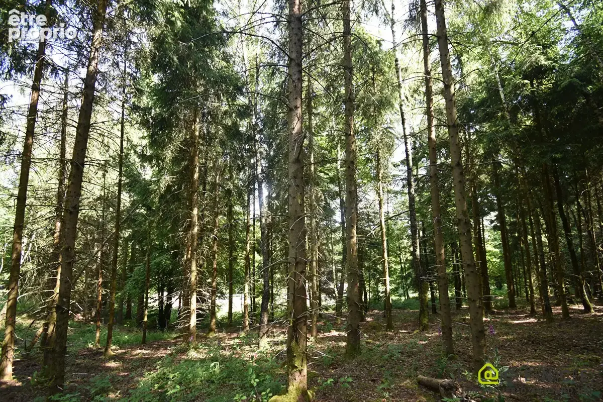 Parcelle forestière Anould 5420 m2 - photo 11