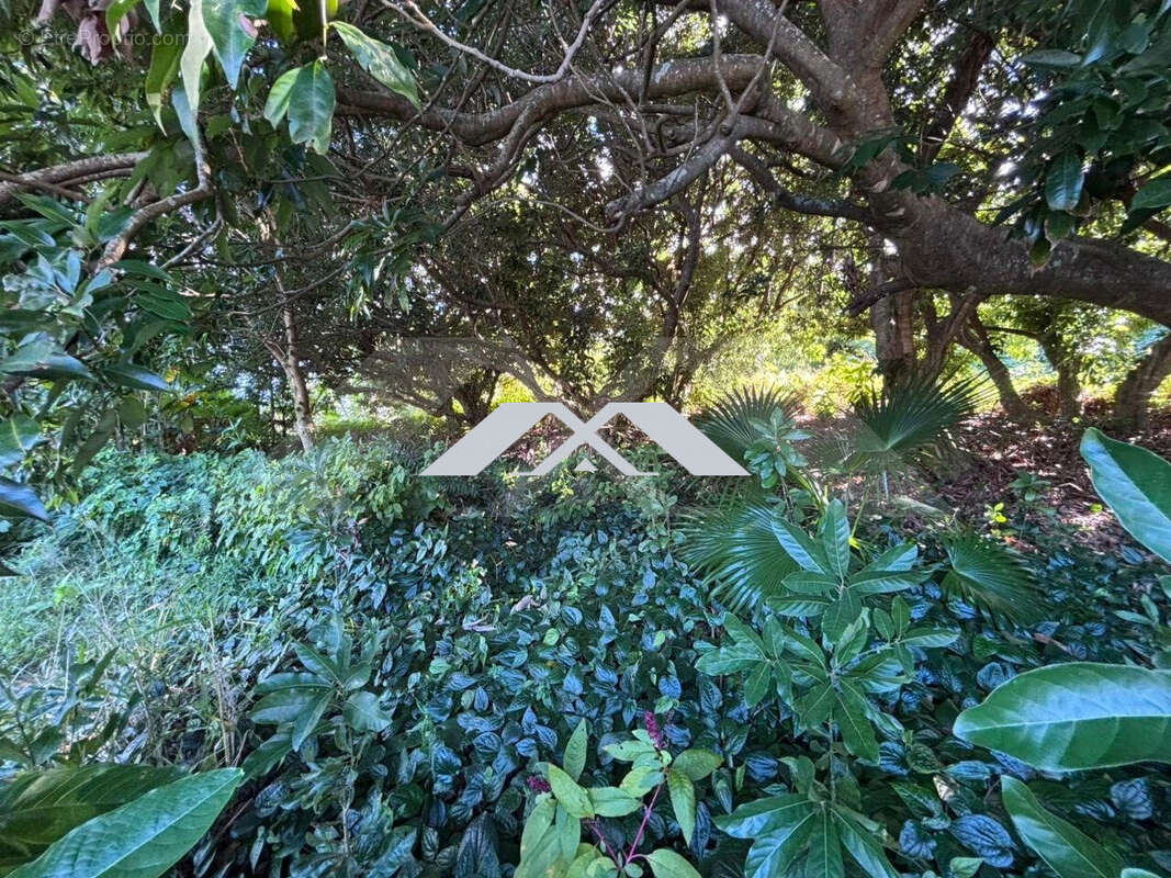 Terrain à SAINT-JOSEPH