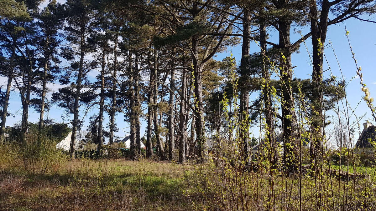 Terrain à LE PALAIS