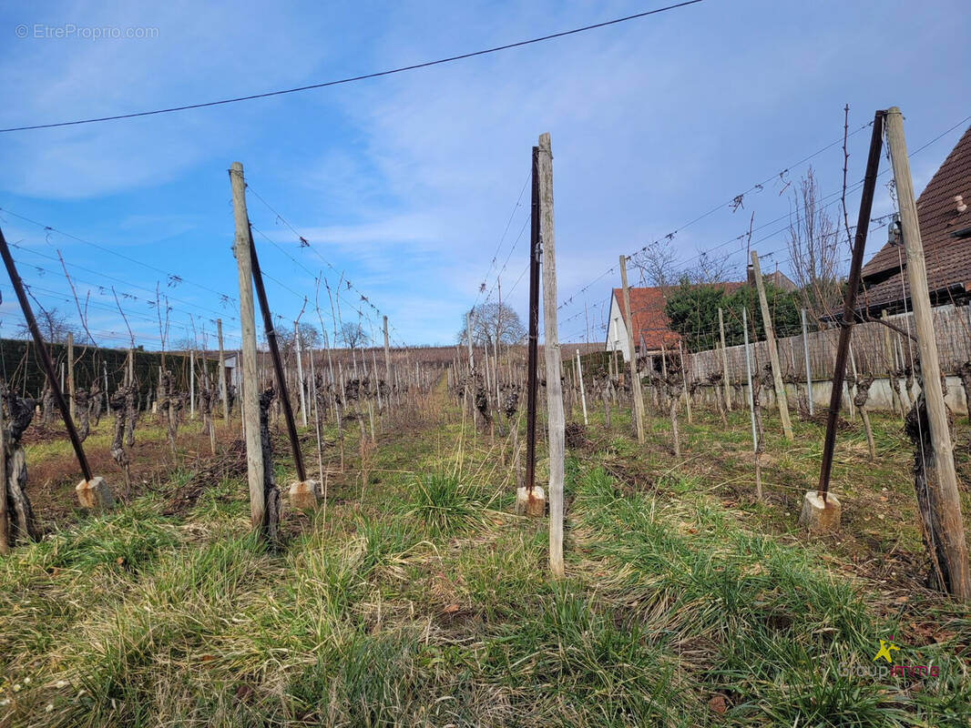 Terrain à OBERMORSCHWIHR