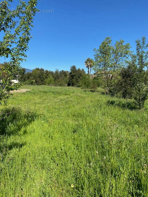 Terrain à PRUNELLI-DI-FIUMORBO