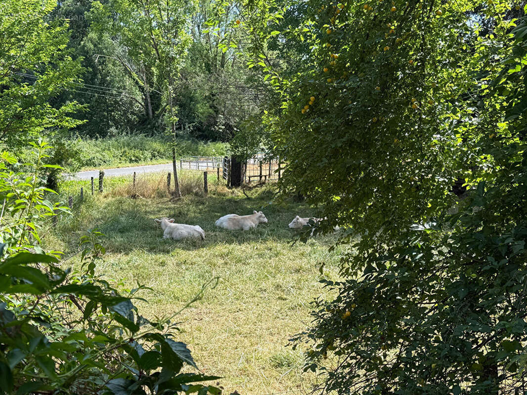 POUILLY LE MONIAL - Grande maison familiale avec terrasse de toit de 73 m² - photo 2