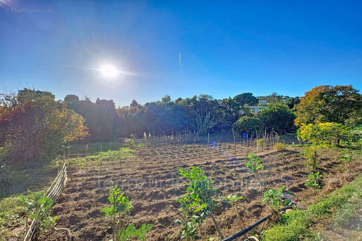 Terrain à VALLAURIS