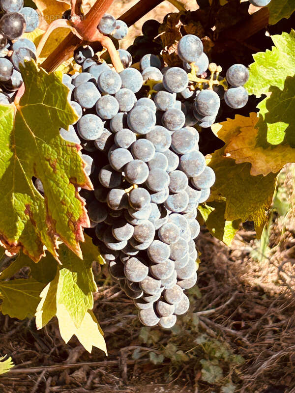 Propriete viticole bio AOP Faugères à vendre  ROQUESSELS (34) 9,8ha de vignes 28ha de landes caves 572m² - photo 7