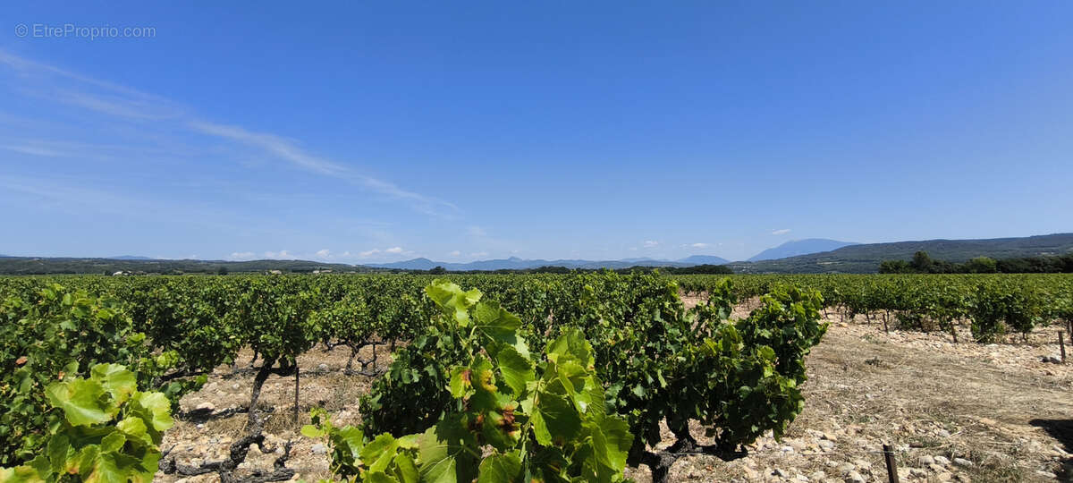 Maison et domaine viticole sur 57 hectares - vignes en aop - photo 5