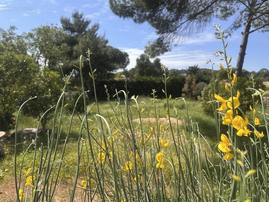 Photo 1 - Maison à PEZENAS