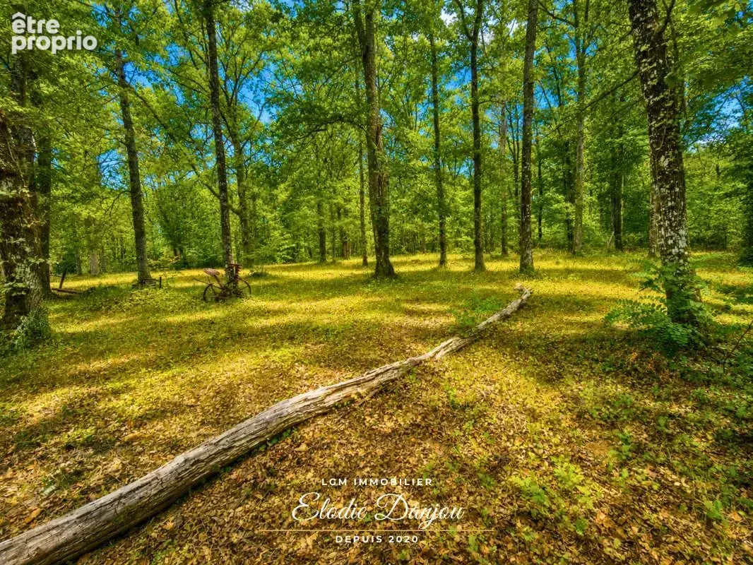 Terrain de loisirs avec étang sur près de 2 hectares - Mur-de-Sologne - photo 6