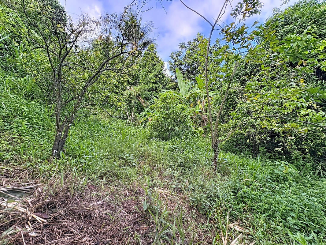 Terrain à LA TRINITE