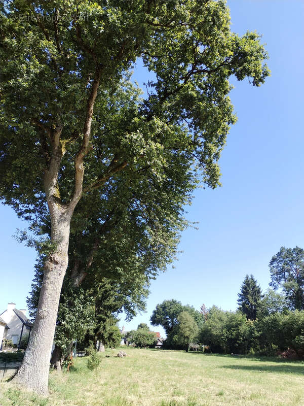 Terrain à LIVRE-SUR-CHANGEON