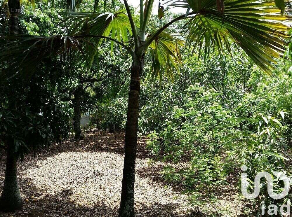 Photo 2 - Terrain à LE TAMPON