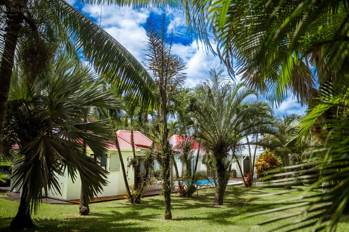 Des palmiers rares du monde entier - Maison à BOUILLANTE