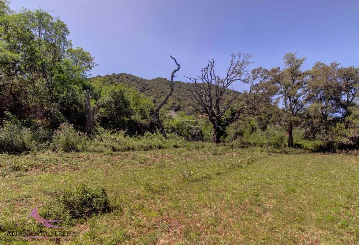 Terrain à SERRA-DI-FIUMORBO