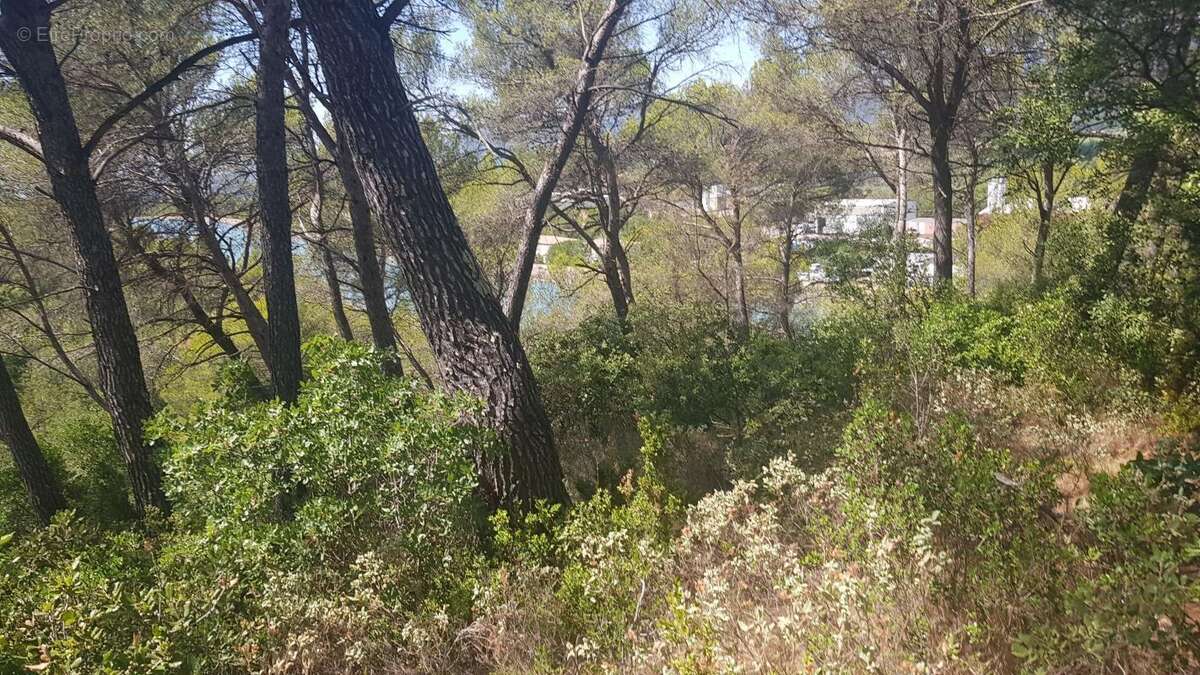 Exclusivite - terrain a vendre - la roque d'antheron - foret - photo 3