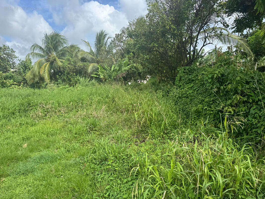 Terrain constructible de 1998m² au Lamentin - photo 4