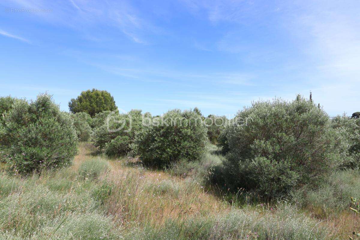 Oliveraie de plus d'1,5 hectare à Villeveyrac - photo 3
