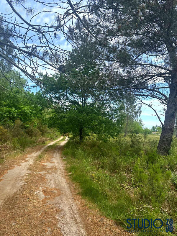 chemin principal du terrain agricole