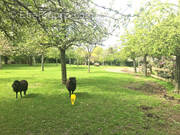 Terrain à LE BOCASSE