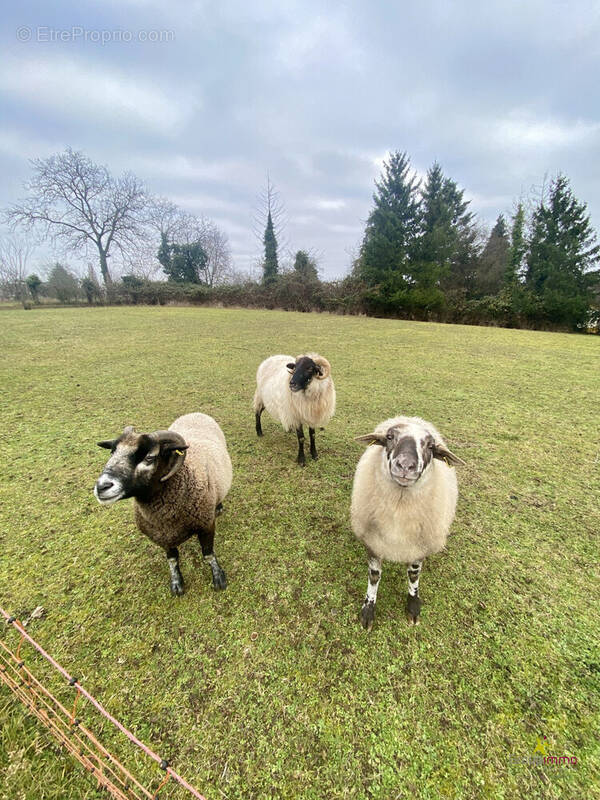 Terrain à GEUDERTHEIM