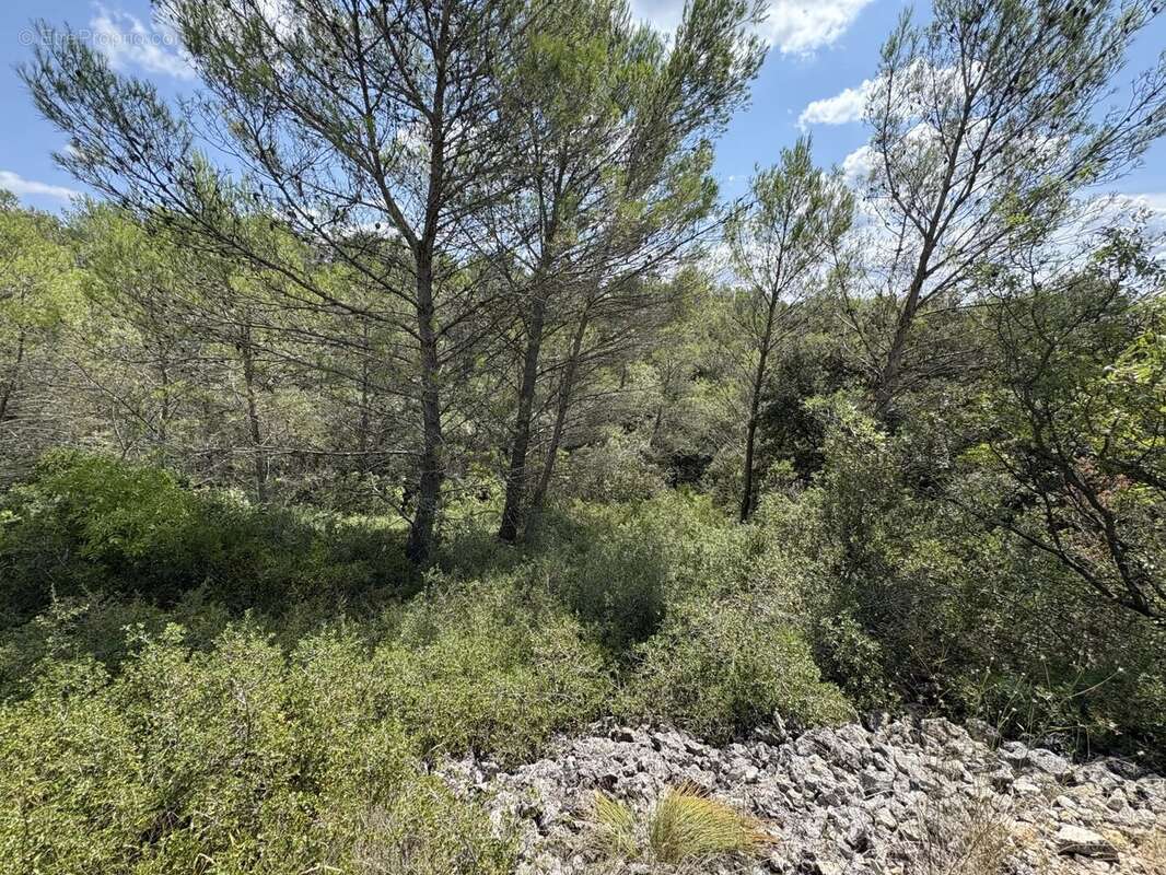 Terrain 8775 m² - Uzès 30700 - photo 3