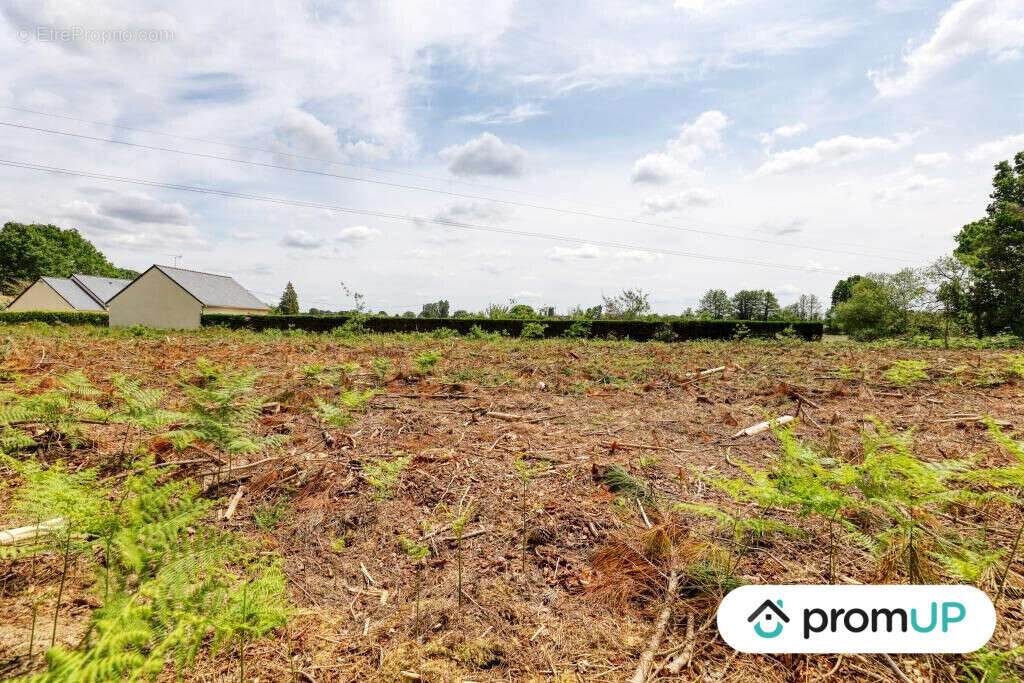 Terrain à SAINT-PHILBERT-DU-PEUPLE