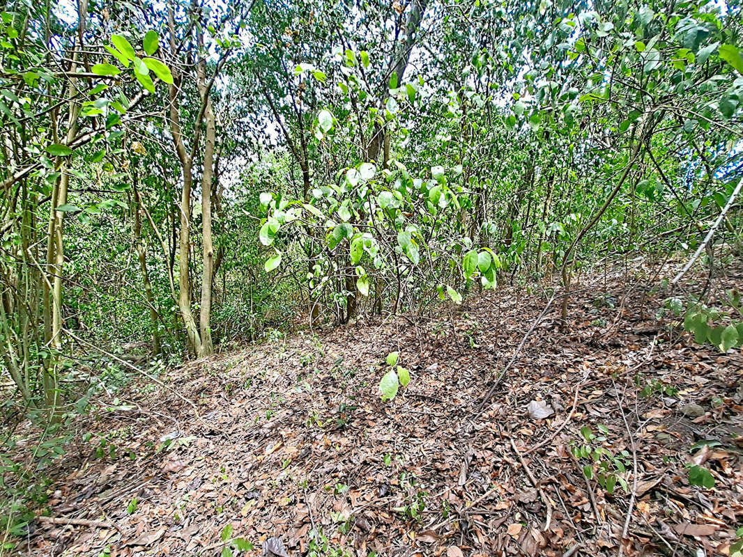 Terrain à LE ROBERT