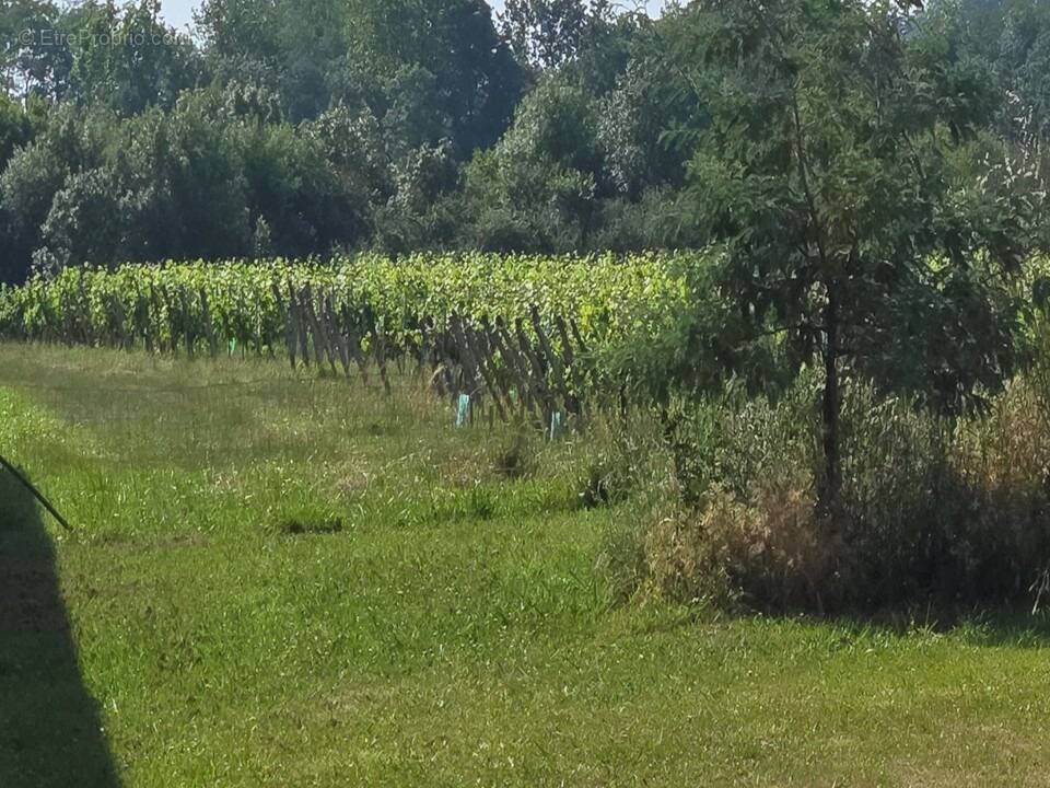 Terrain à SAINT-ANDRE-DE-CUBZAC