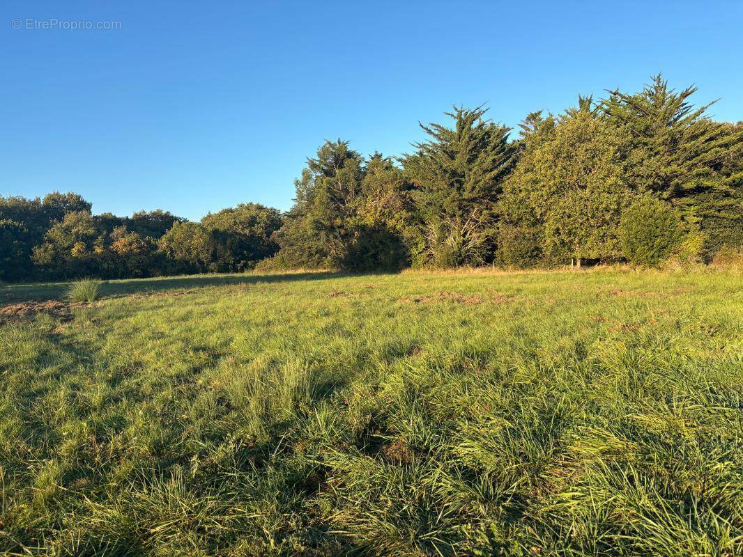 Terrain à DOLUS-D&#039;OLERON
