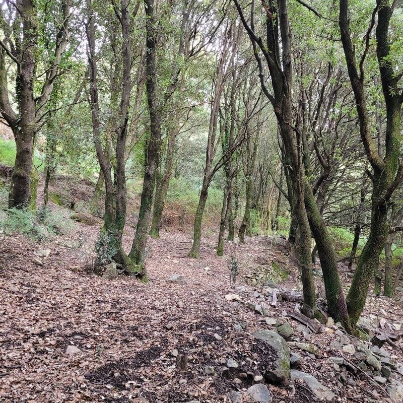 Terrain à LEVIE