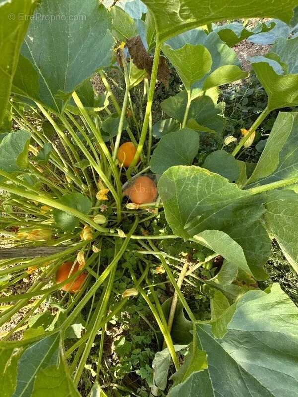 Maison à SAINTE-DODE