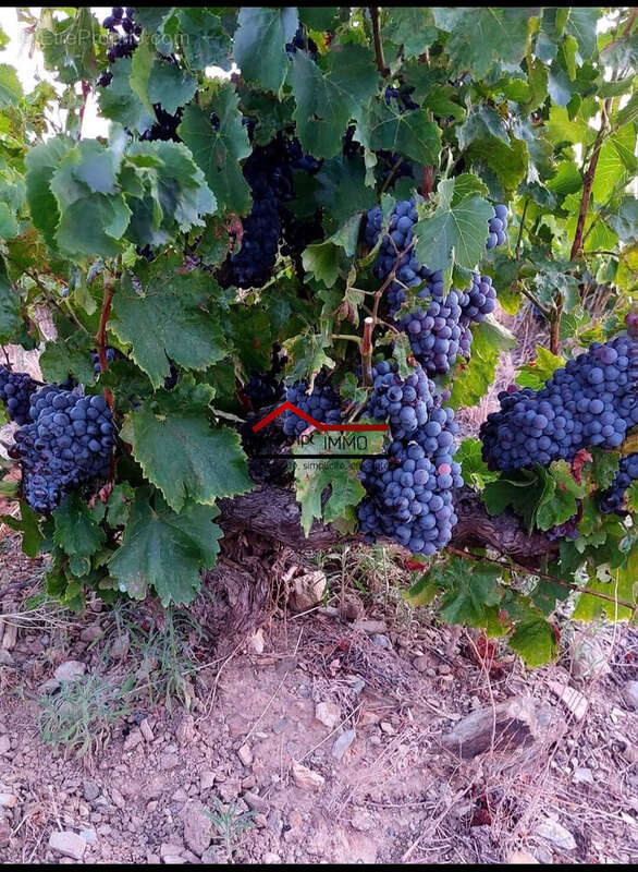 Terrain à PORT-VENDRES
