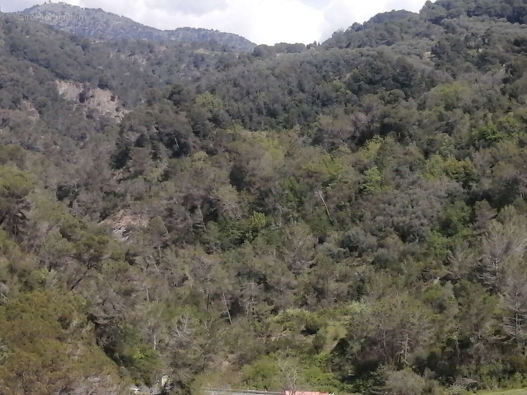 Terrain à BREIL-SUR-ROYA