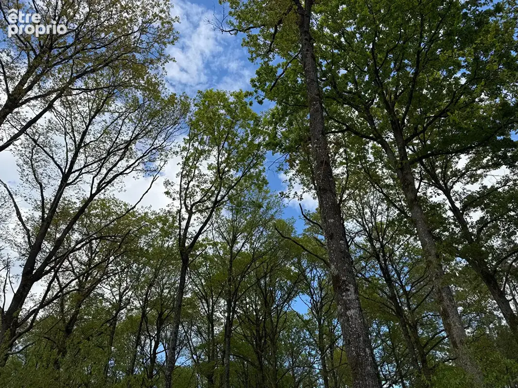 Foret de 18.5 hectares - entre le mans et alencon - photo 2