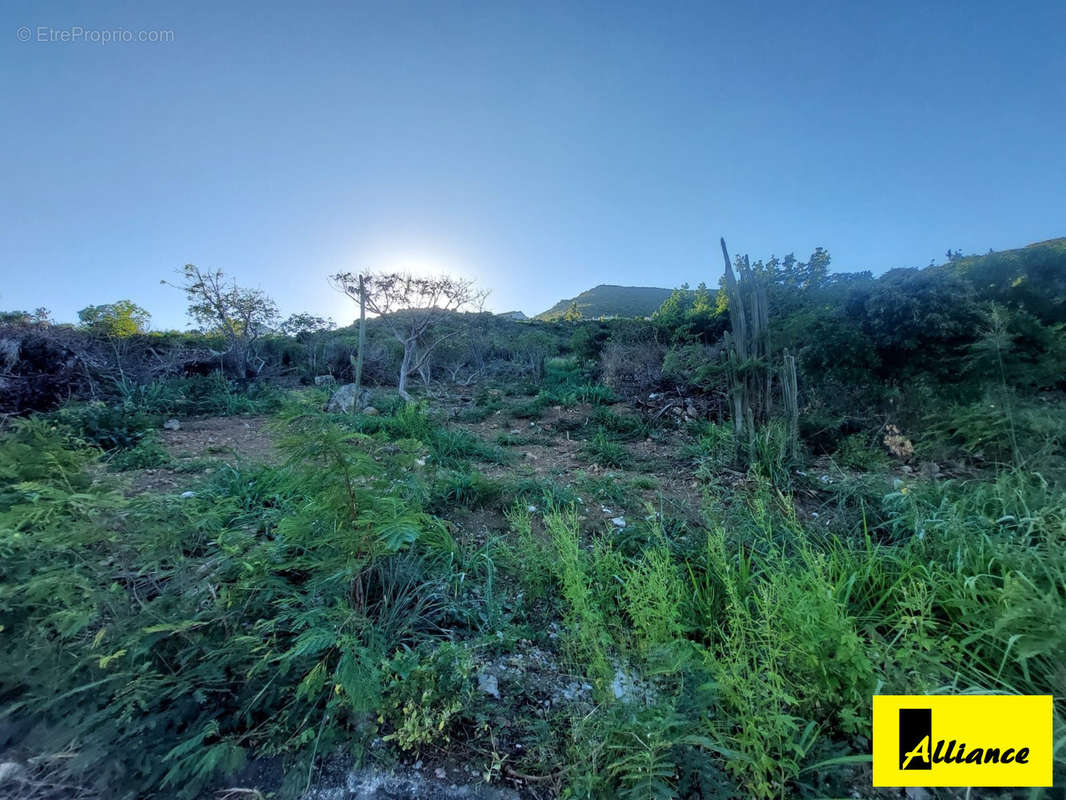 Terrain à SAINT-MARTIN