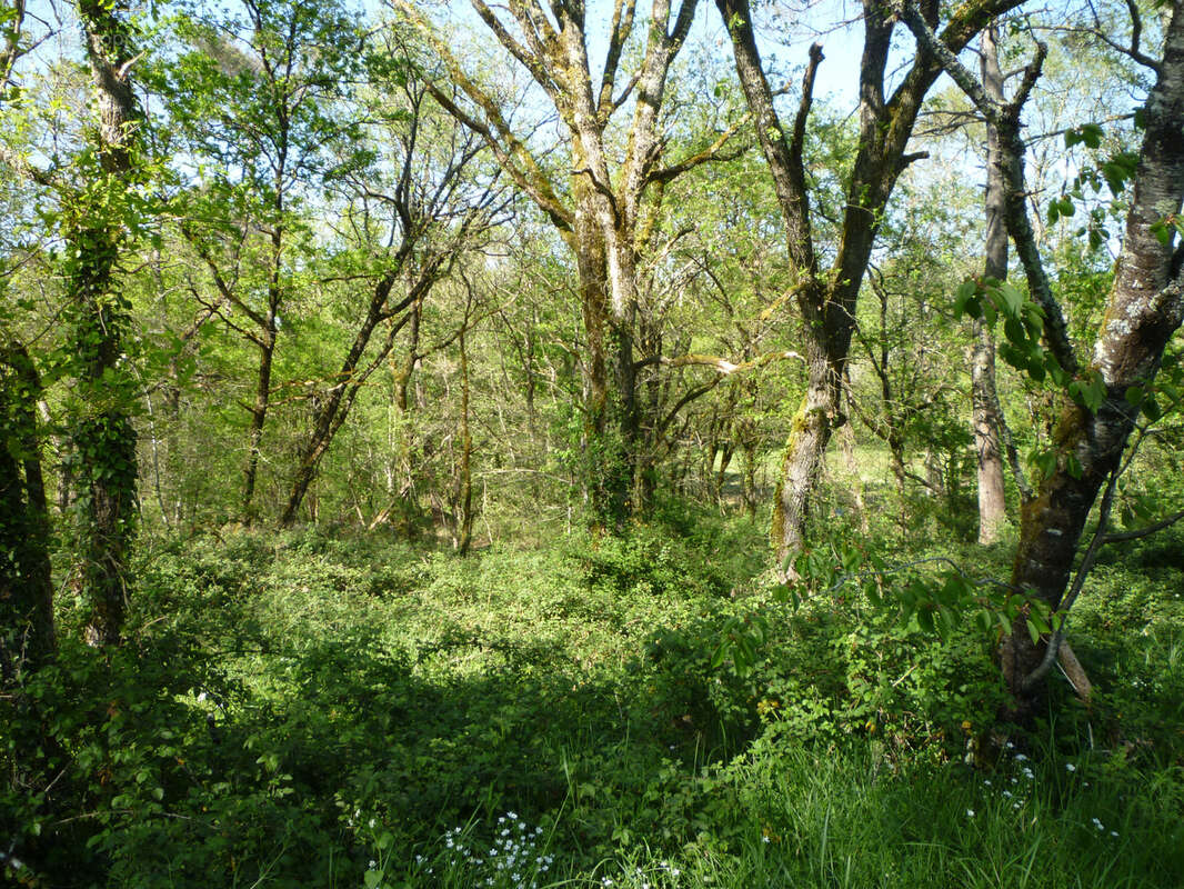 Parcelle de bois en campagne - monsempron libos - photo 2