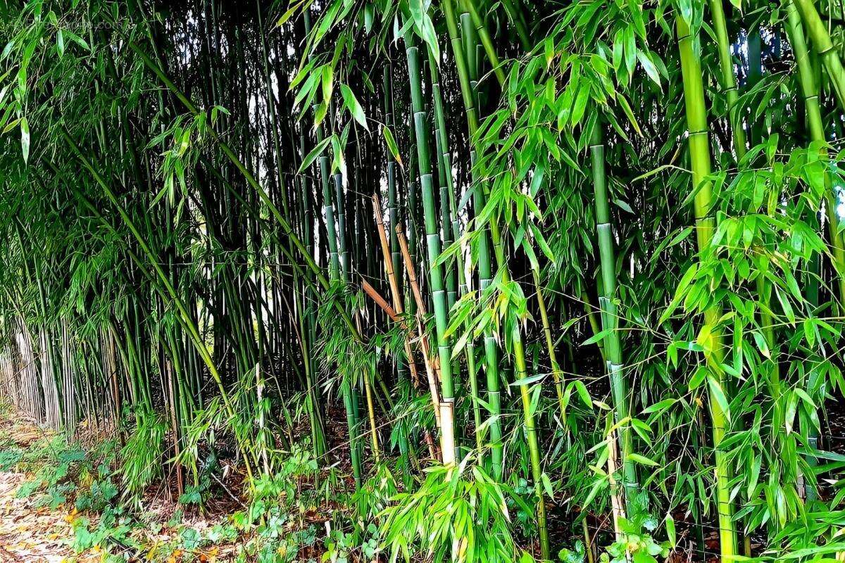 Terrain à LESCURE-D'ALBIGEOIS