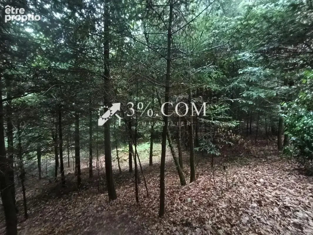Terrain forestier avec étang sur la commune de Moyenmoutier - photo 6
