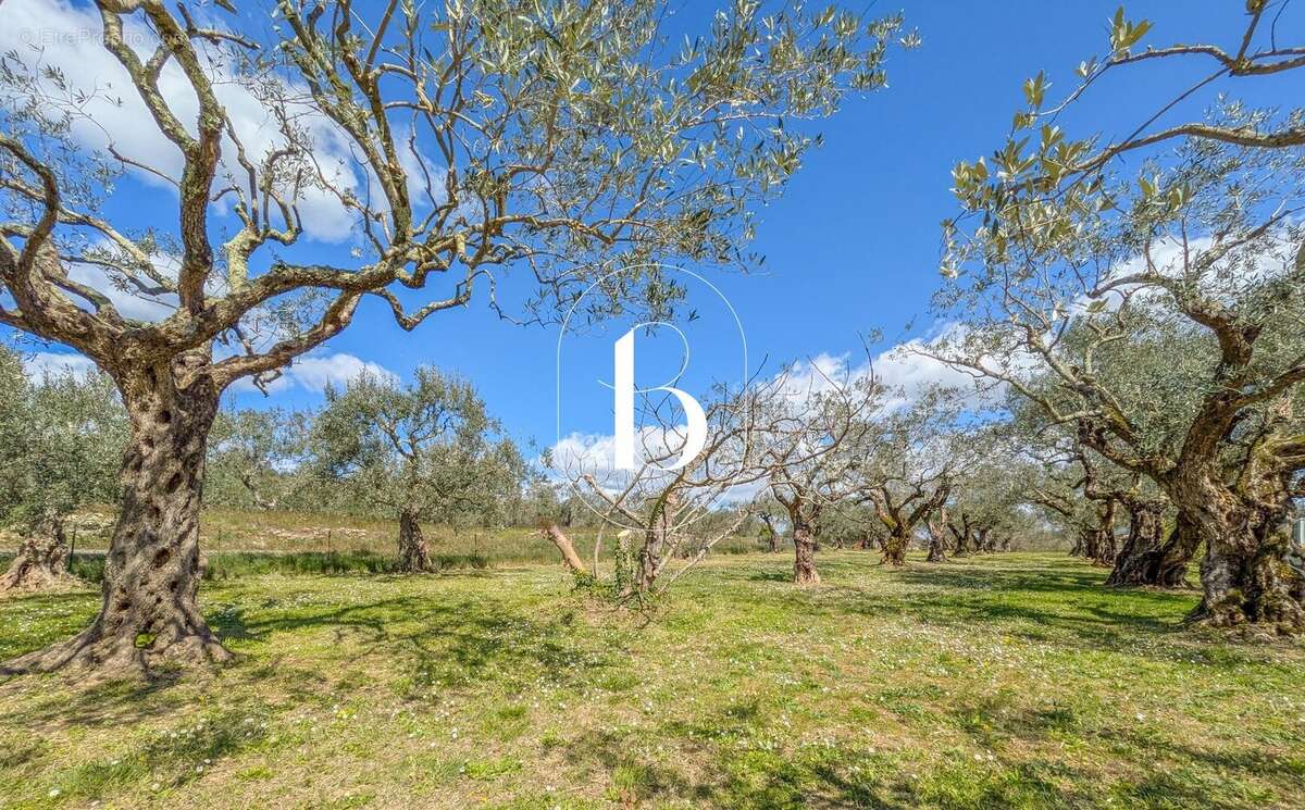 Au coeur de la campagne et de ses oliviers ... - photo 4