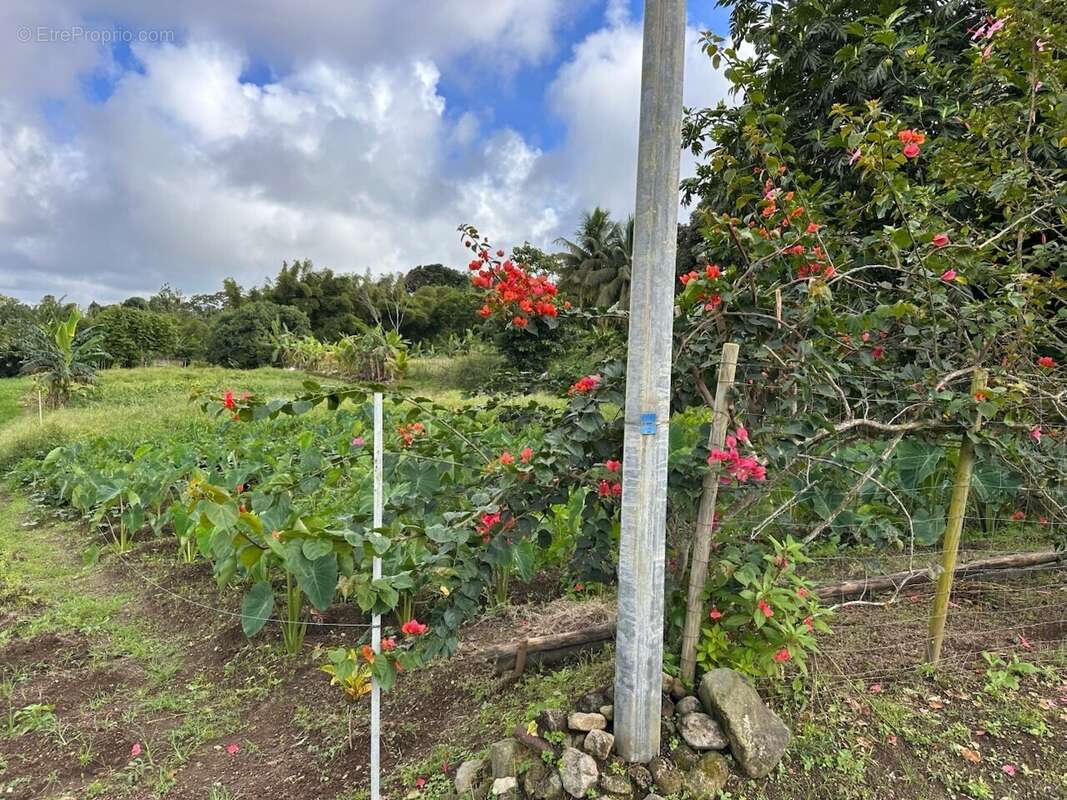 Terrain à BASSE-POINTE