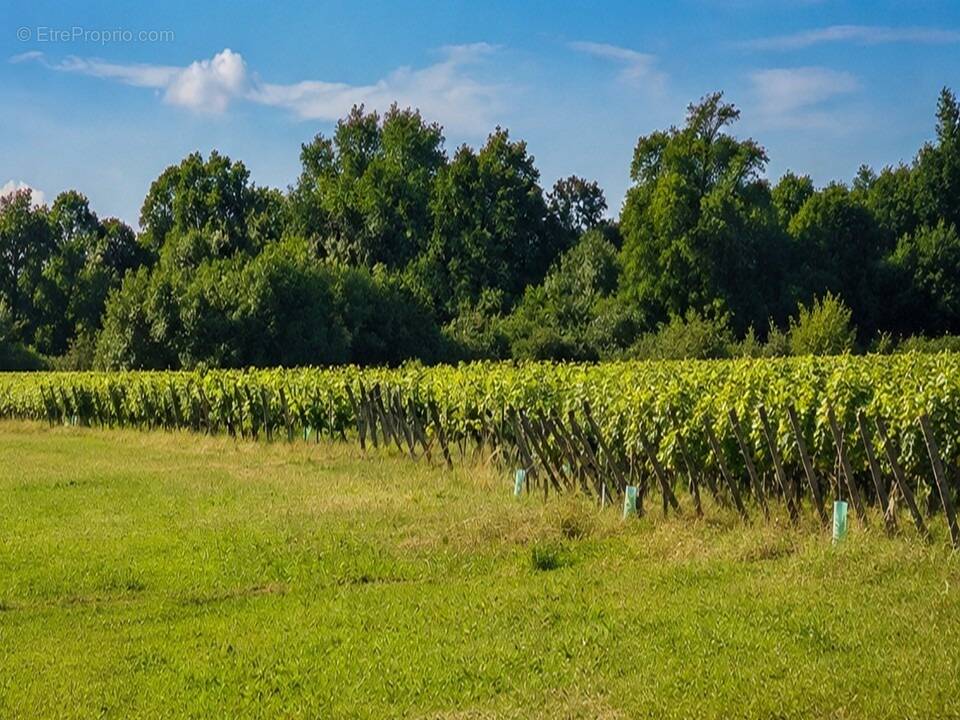 Terrain à SAINT-ANDRE-DE-CUBZAC