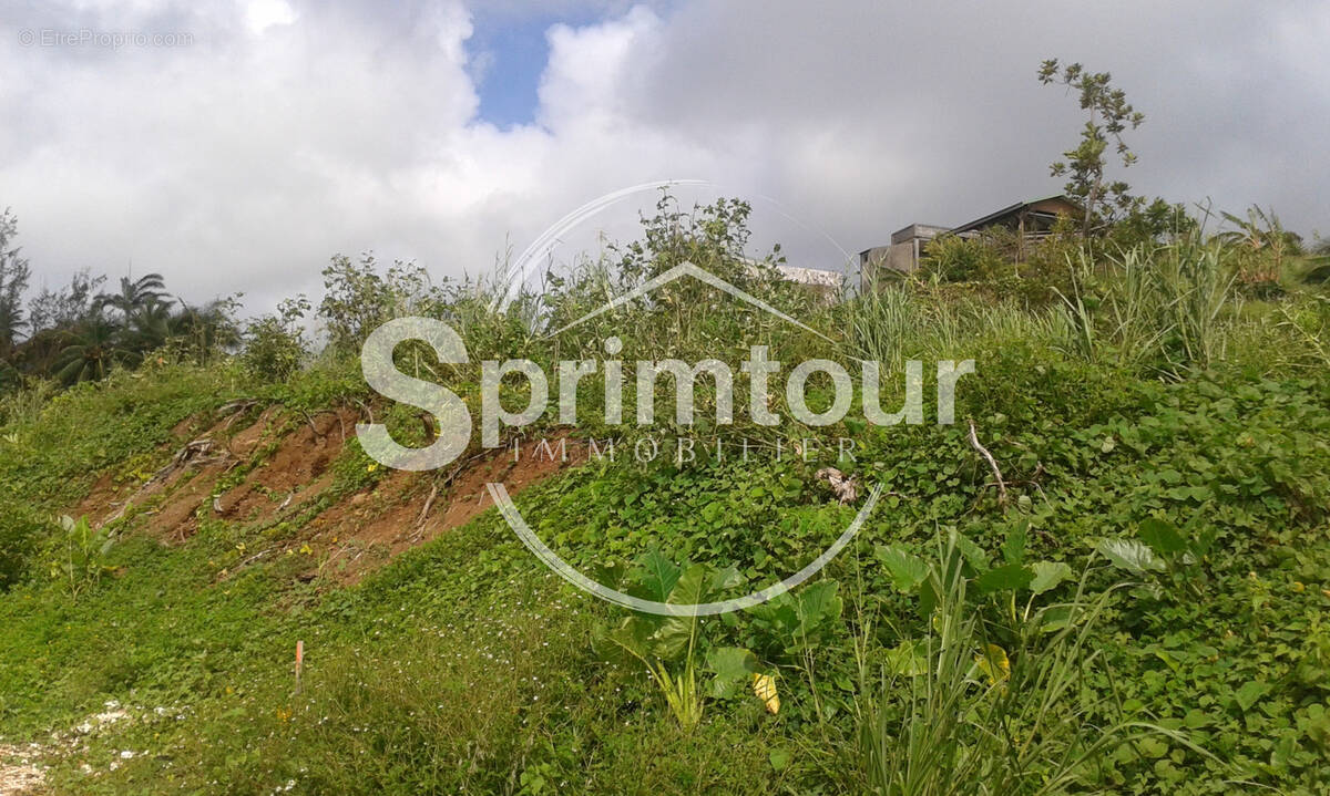 Terrain à GOYAVE