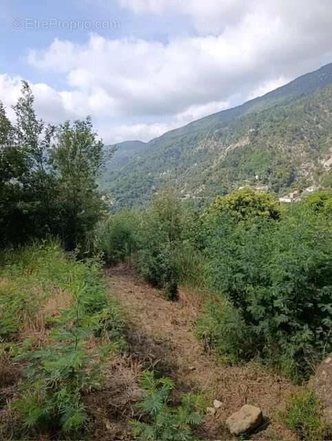 Terrain à COARAZE