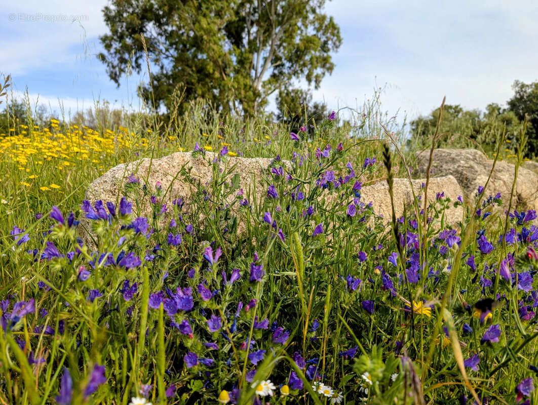 Maison à PORTO-VECCHIO