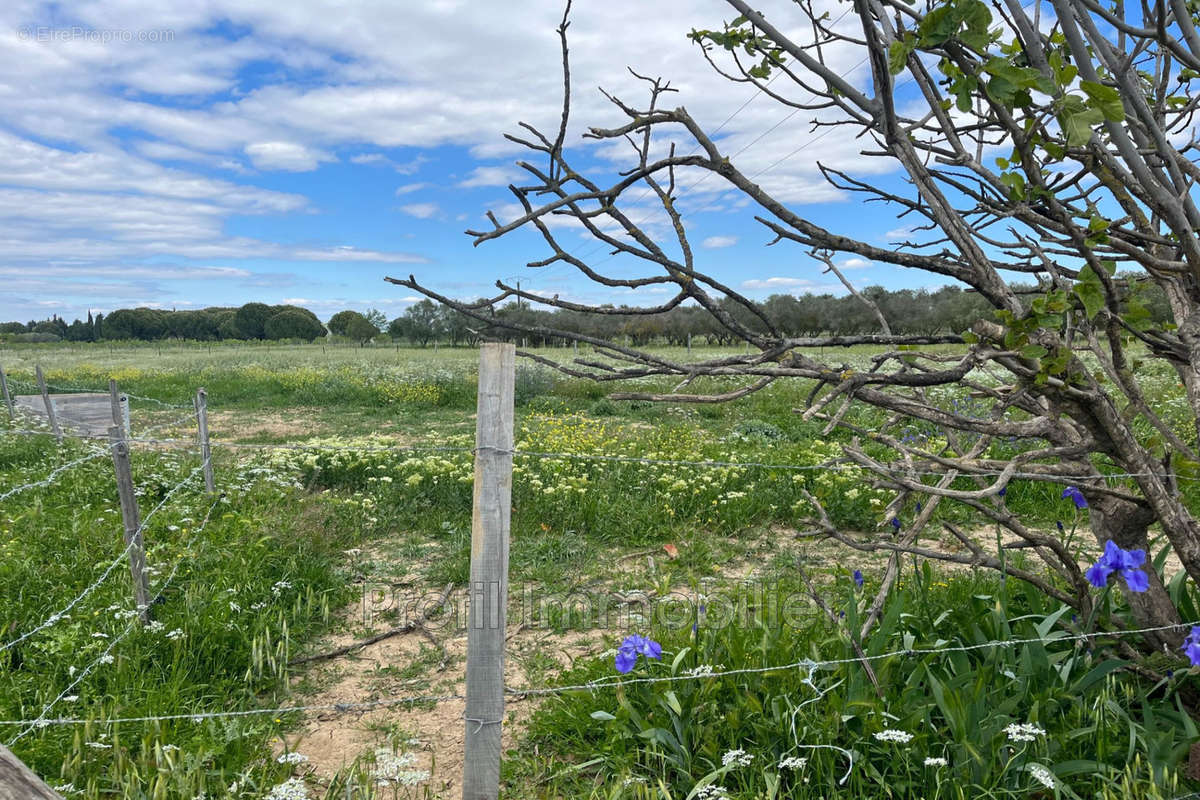 Terrain à MARSILLARGUES