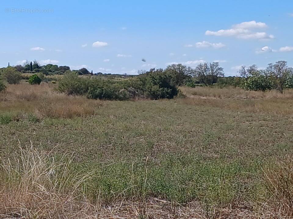 Terrain à MARSEILLAN