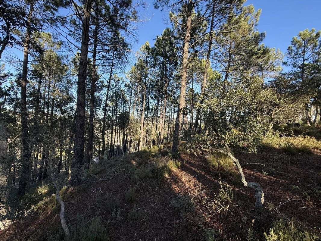 Vente Terrain Vidauban(83550) 130 000ï¿œ - photo 5