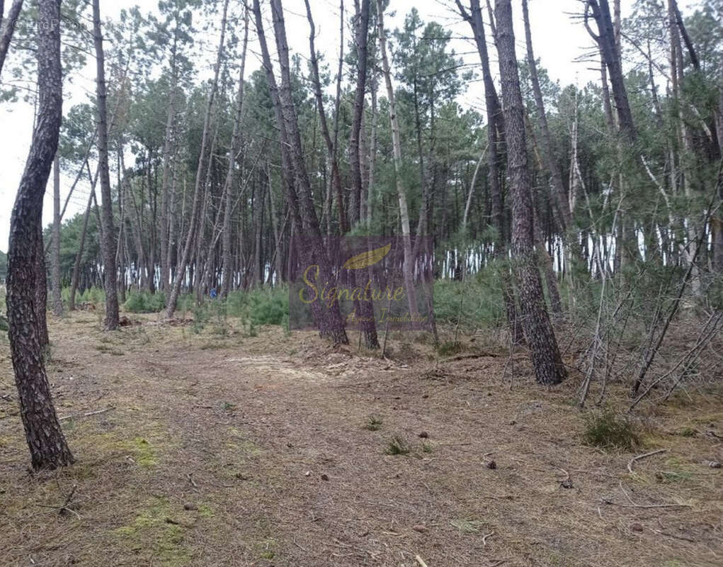 Terrain à PARIGNE-L'EVEQUE