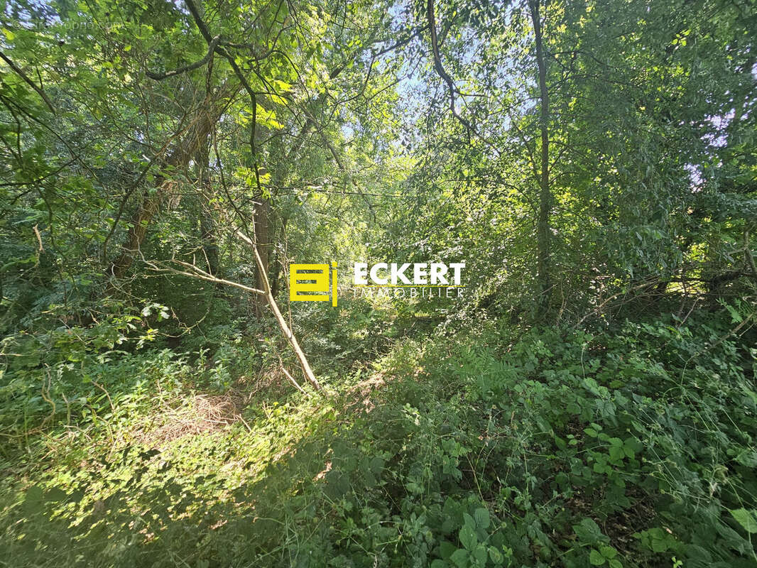 Terrain à WOLXHEIM