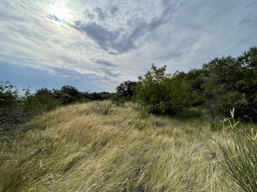 Terrain à SAINT-THIBERY