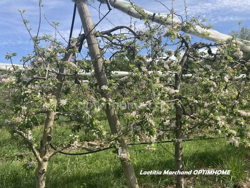Terrain à MARQUIXANES
